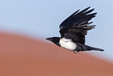Image. Pied Crow