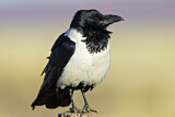 Image. Pied Crow
