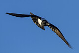 Image. Pied Crow