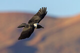 Image. Pied Crow