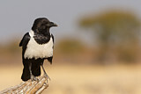 Image. Pied Crow