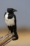 Image. Pied Crow