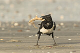 Image. Pied Crow
