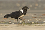 Image. Pied Crow
