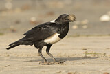 Image. Pied Crow