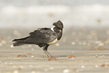 Image. Pied Crow