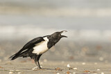 Image. Pied Crow