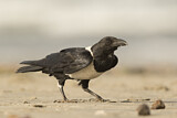Image. Pied Crow