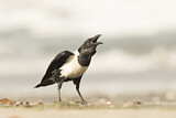 Image. Pied Crow