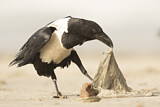 Image. Pied Crow