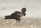 Image. Pied Crow