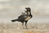 Image. Pied Crow