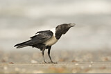 Image. Pied Crow