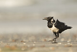 Image. Pied Crow