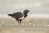 Image. Pied Crow