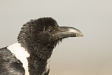 Image. Pied Crow