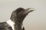 Image. Pied Crow