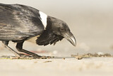 Image. Pied Crow