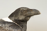 Image. Pied Crow