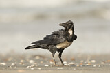 Image. Pied Crow