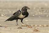 Image. Pied Crow
