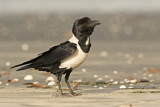 Image. Pied Crow