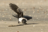 Image. Pied Crow
