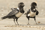 Image. Pied Crow
