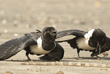 Image. Pied Crow