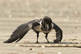 Image. Pied Crow