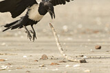 Image. Pied Crow