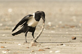 Image. Pied Crow