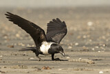 Image. Pied Crow