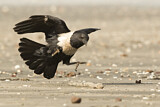 Image. Pied Crow