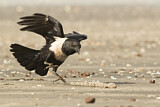Image. Pied Crow