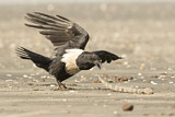 Image. Pied Crow