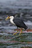 Image. Pied Heron