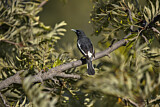 Image. Pied Honeyeater