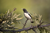Image. Pied Honeyeater