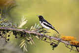 Image. Pied Honeyeater