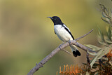 Image. Pied Honeyeater
