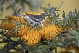 Image. Pied Honeyeater