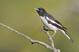 Image. Pied Honeyeater