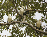 Image. Pied Imperial Pigeon