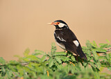 Image. Pied Myna