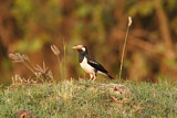 Image. Pied Myna