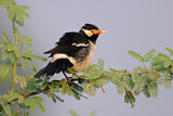 Image. Pied Myna