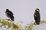 Image. Pied Myna