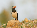Image. Pied Myna