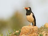 Image. Pied Myna